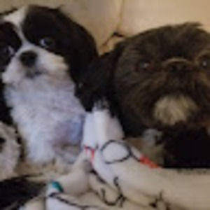 Meet your Posher, Tara